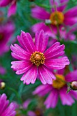 COREOPSIS PINK LADY