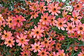 COREOPSIS RUM PUNCH