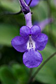 STREPTOCARPUS SAXORUM