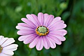 OSTEOSPERMUM SUNNY BIANCA