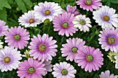 OSTEOSPERMUM SUNNY BIANCA