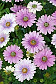 OSTEOSPERMUM SUNNY BIANCA