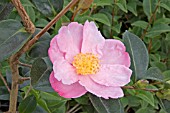 CAMELLIA SASANQUA PLANTATION PINK