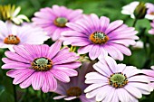 OSTEOSPERMUM SUNNY BIANCA