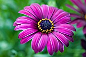 OSTEOSPERMUM CAMBRIA