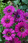 OSTEOSPERMUM CAMBRIA