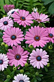 OSTEOSPERMUM SUNNY FIONA