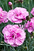 DIANTHUS WHATFIELD CAN CAN
