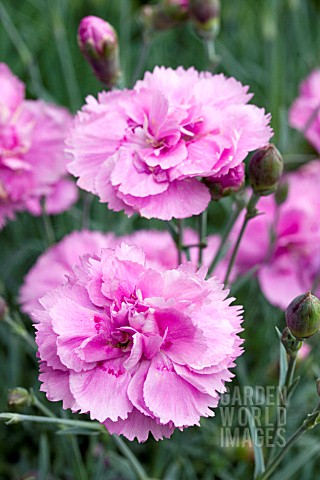 DIANTHUS_WHATFIELD_CAN_CAN