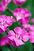 DIANTHUS WHATFIELD JOY