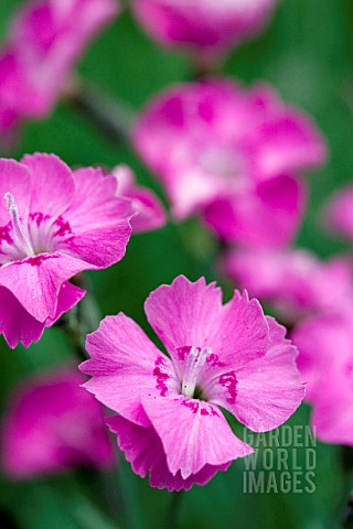 DIANTHUS_WHATFIELD_JOY