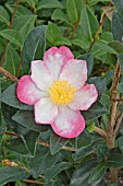 CAMELLIA SASANQUA RAINBOW