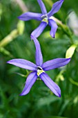 ISOTOMA (LAURENTIA) BLUE SINGLE FLOWER