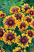 GAILLARDIA FANFARE