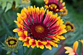 GAILLARDIA FANFARE SINGLE FLOWER