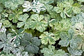 GERANIUM JESTERS JACKET FOLIAGE