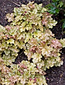 HEUCHERA GINGER ALE