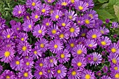 ASTER NOVI BELGII SAMOA (ISLAND SERIES)