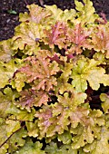 HEUCHERA MARMALADE (WITH RAINDROPS)