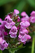 PRUNELLA SUMMER DAZE
