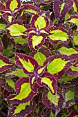 SOLENOSTEMON (COLEUS) SATURN