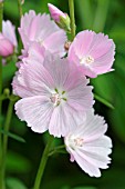 SIDALCEA LITTLE PRINCESS (CLOSE UP)