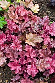 HEUCHERA SPARKLING BURGUNDY