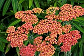 ACHILLEA WALTER FUNCKE