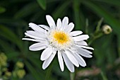 LEUCANTHEMUM WIRRAL SUPREME