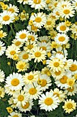 ANTHEMIS E C BUXTON