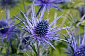 ERYNGIUM ELECTRIC HAZE