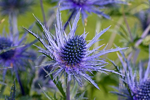 ERYNGIUM_ELECTRIC_HAZE