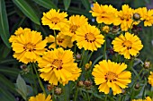 COREOPSIS GOLDTEPPICH