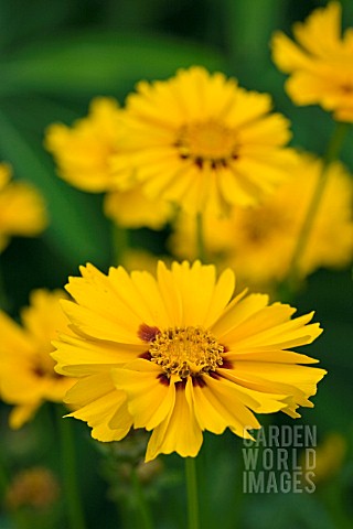 COREOPSIS_GOLDTEPPICH