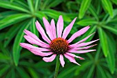 ECHINACEA PRAIRIE SPLENDOUR (SINGLE FLOWER)