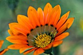 GAZANIA COOKEI