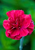 DIANTHUS DEVON GENERAL SINGLE FLOWER