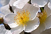 ROSA GENTILIANA (WHITE)