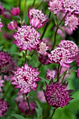 ASTRANTIA HADSPEN BLOOD