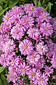 ASTER NOVI BELGII WOODS PINK