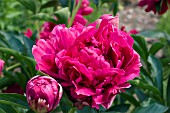 PAEONIA PAUL M WILD