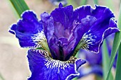 IRIS SIBIRICA SPENSER