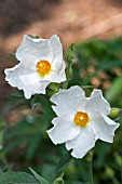 CISTUS SILVER GHOST