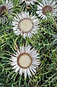 CARLINA AUCAULIS SIMPLEX