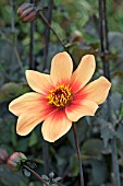 DAHLIA DATE (DARK LEAVED HAPPY SINGLE SERIES)