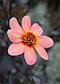 DAHLIA DIRST LOVE (DARK LEAVED HAPPY SINGLE SERIES)