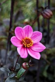 DAHLIA JULIET (DARK LEAVED HAPPY SINGLE SERIES)