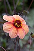 DAHLIA KISS (DARK LEAVED HAPPY SINGLE SERIES)