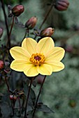 DAHLIA PARTY (DARK LEAVED HAPPY SINGLE SERIES)