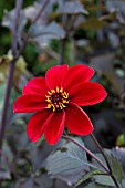 DAHLIA ROMEO (DARK LEAVED HAPPY SINGLE SERIES)